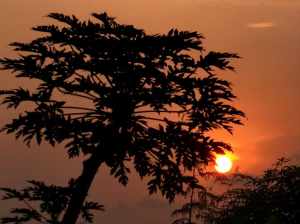 Papaya tree in sunset