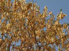During Harmattan, this tree looses its leaves, keeping only seed pods.