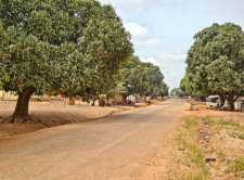 Mango trees lining road in Kpandai, Ghana
