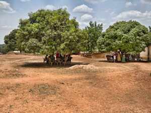 Meeting to discuss translation in the Nawuri language under mango trees